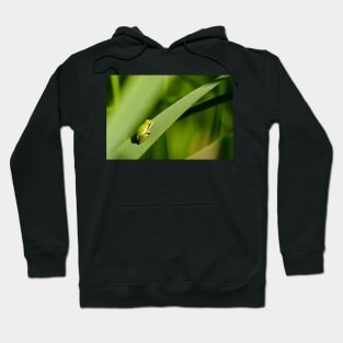 It ain’t easy being green Hoodie